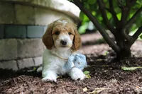 AKC Nash, a male Poodle - Standard  for sale in Dundee, OH – 8 of 10