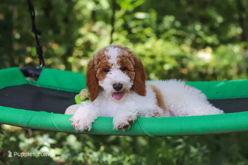 AKC Blossom – Poodle - Multi-Colored Standard, Poodle - Standard  puppy for sale in Dundee, OH