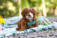 Cooper, a male Cavapoo for sale in Dundee, OH – 3 of 7