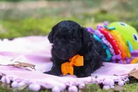 AKC Wilson, a male Poodle - Toy  for sale in Dundee, OH – 4 of 9