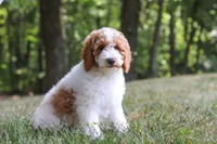 AKC Blossom, a female Poodle - Multi-Colored Standard and Poodle - Standard  for sale in Dundee, OH – 9 of 10