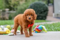 Bodie, a male Goldendoodle for sale in Dundee, OH – 3 of 10