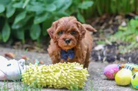 Sparky, a male Miniature Goldendoodle for sale in Dundee, OH – 4 of 10