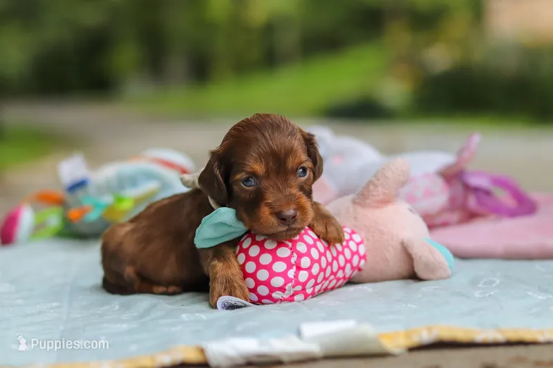 Nemo – Miniature Dachshund puppy for sale in Dundee, OH
