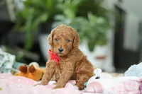 Gio, a male Miniature Goldendoodle for sale in Dundee, OH – Photo 1 of 5