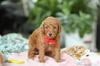 Gio, a male Miniature Goldendoodle for sale in Dundee, OH – Photo 5 of 5