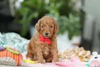 Gio, a male Miniature Goldendoodle for sale in Dundee, OH – Photo 4 of 5