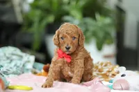 Gio, a male Miniature Goldendoodle for sale in Dundee, OH – Photo 3 of 5