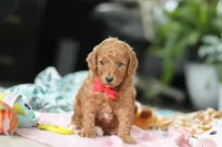 Gio, a male Miniature Goldendoodle for sale in Dundee, OH – Photo 2 of 5