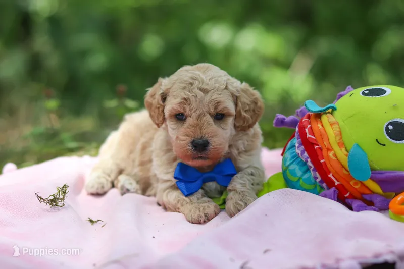 AKC Kent – Poodle - Toy  puppy for sale in Dundee, OH