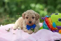 AKC Kent, a male Poodle - Toy  for sale in Dundee, OH – 1 of 10