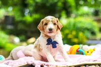 AKC Bluey, a male Poodle - Standard  for sale in Dundee, OH – 5 of 8