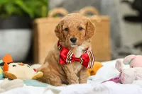 Odie, a male Miniature Goldendoodle for sale in Dundee, OH – Photo 1 of 6