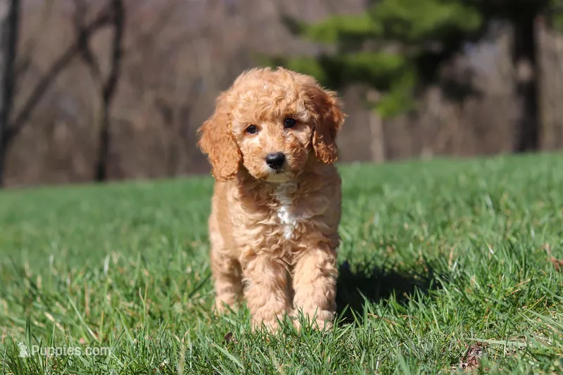 Odie – Miniature Goldendoodle puppy for sale in Dundee, OH