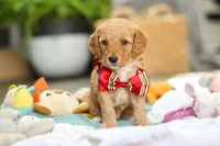 Odie, a male Miniature Goldendoodle for sale in Dundee, OH – Photo 6 of 6