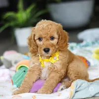 Odie, a male Miniature Goldendoodle for sale in Dundee, OH – Photo 4 of 6