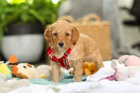 Odie, a male Miniature Goldendoodle for sale in Dundee, OH – Photo 4 of 6