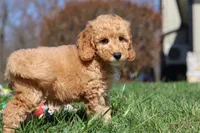 Odie, a male Miniature Goldendoodle for sale in Dundee, OH – Photo 3 of 6