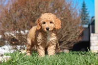Odie, a male Miniature Goldendoodle for sale in Dundee, OH – Photo 2 of 6