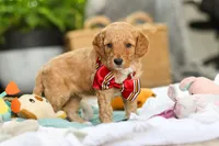 Odie, a male Miniature Goldendoodle for sale in Dundee, OH – Photo 3 of 6