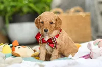 Odie, a male Miniature Goldendoodle for sale in Dundee, OH – Photo 2 of 6