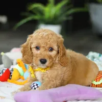 Odie, a male Miniature Goldendoodle for sale in Dundee, OH – Photo 5 of 6