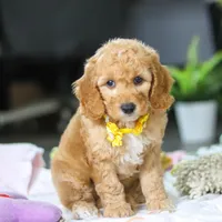 Odie, a male Miniature Goldendoodle for sale in Dundee, OH – Photo 6 of 6