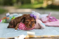 Elle, a female Miniature Dachshund for sale in Dundee, OH – 2 of 9