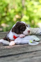 Maverick, a male Bernedoodle for sale in Dundee, OH – 7 of 10