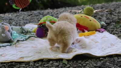 Nicole, a female Maltipoo for sale in Dundee, OH – 6 of 6