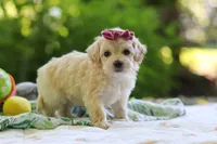 Heidi, a female Maltipoo for sale in Dundee, OH – 3 of 6