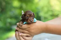 Nemo, a male Miniature Dachshund for sale in Dundee, OH – 9 of 9