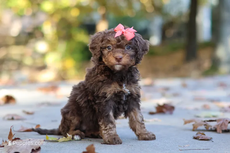 Peaches – Bernedoodle puppy for sale in Dundee, OH