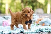 Wally, a male Cavapoo for sale in Dundee, OH – 2 of 10