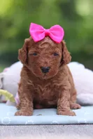 Jewel, a female Miniature Goldendoodle for sale in Dundee, OH – 2 of 9