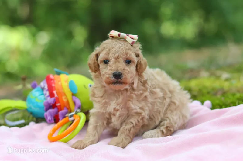 AKC Roxie – Poodle - Toy  puppy for sale in Dundee, OH