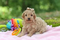 AKC Roxie, a female Poodle - Toy  for sale in Dundee, OH – 1 of 10