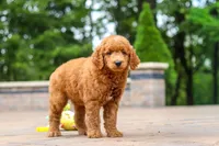 Caleb, a male Miniature Goldendoodle for sale in Dundee, OH – 8 of 10