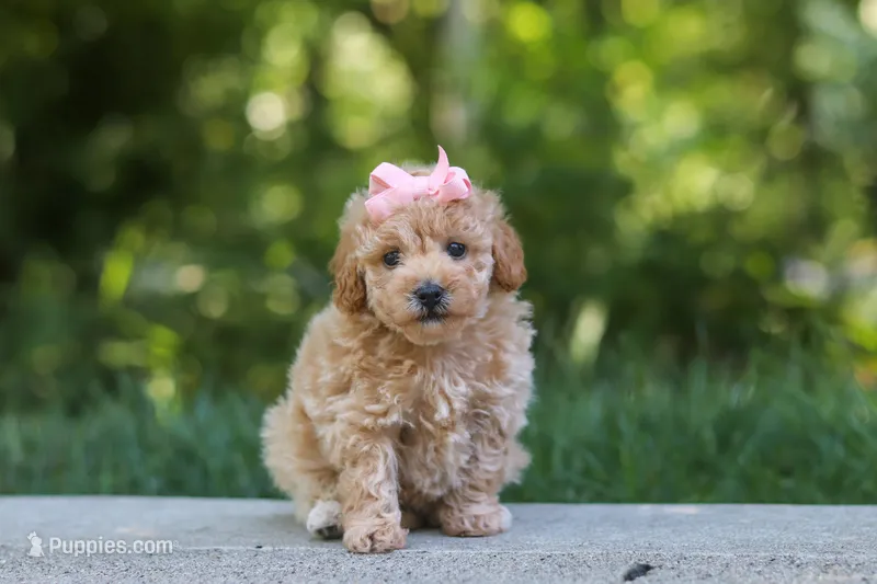 AKC Roxie – Poodle - Toy  puppy for sale in Dundee, OH