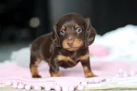 AKC Chase, a male Miniature Dachshund for sale in Dundee, OH – 3 of 5