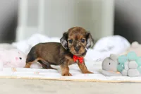 AKC Oscar, a male Miniature Dachshund for sale in Dundee, OH – 8 of 8