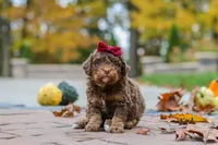 Peaches, a female Bernedoodle for sale in Dundee, OH – 5 of 8