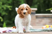 AKC Millie, a female Poodle - Standard  for sale in Dundee, OH – 3 of 10