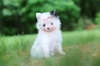 Kitty, a female Pomeranian for sale in Dundee, OH – 4 of 10
