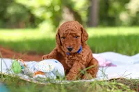 Toby, a male Miniature Goldendoodle for sale in Dundee, OH – 9 of 10