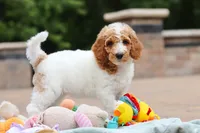AKC Millie, a female Poodle - Standard  for sale in Dundee, OH – 8 of 10