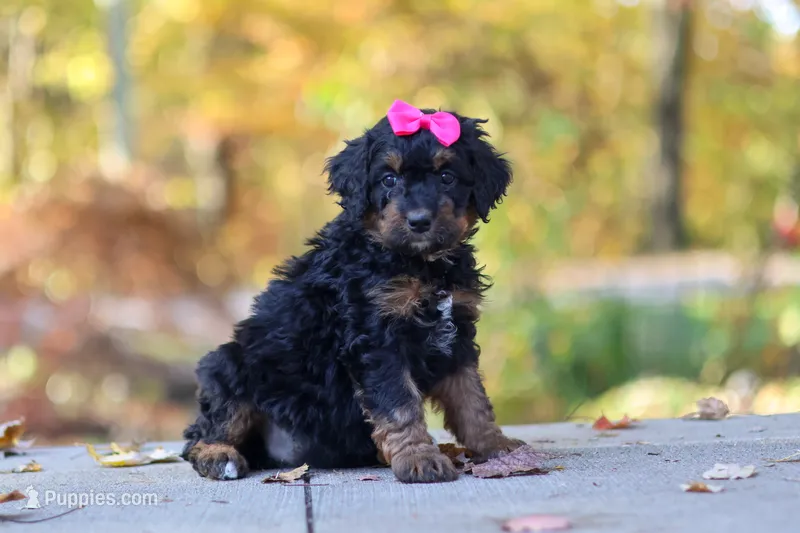Millie – Bernedoodle puppy for sale in Dundee, OH