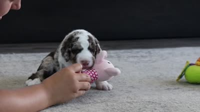 Kenny, a male Bernedoodle for sale in Dundee, OH – 7 of 7
