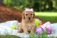 Lila, a female Miniature Goldendoodle for sale in Dundee, OH – 2 of 10