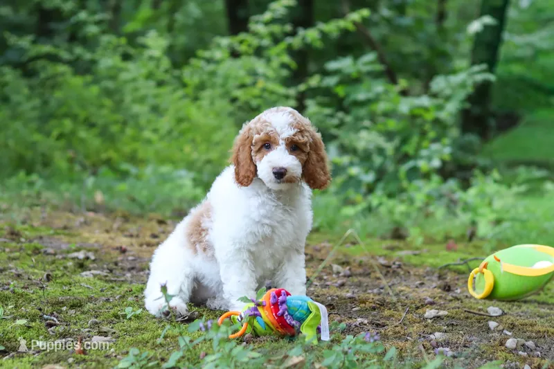 AKC Blossom – Poodle - Standard  puppy on hold in Dundee, OH